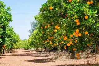 Fruit Orchard